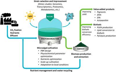 Editorial: Algal biomass and biofuels